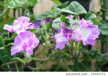 牽牛花97 牽牛花97 25085731