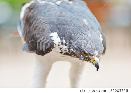 Beaking Yogenothri Beaking Yogenothri 25085736
