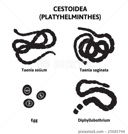 diagram depicting the flatworms 25085744