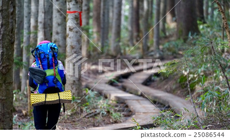 Walk the tree road towards Oze Walk the tree road towards Oze 25086544