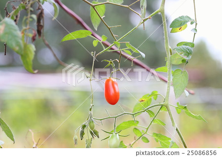 Fruit of tomato Fruit of tomato 25086856