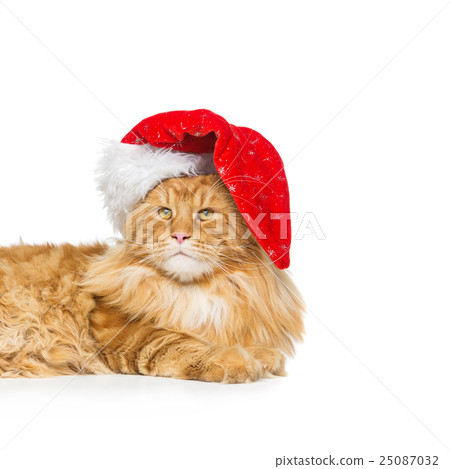 Big ginger cat in christmas hat Big ginger cat in christmas hat 25087032