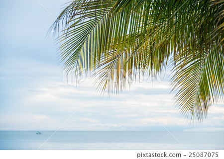 plam leaves on seaside 25087075