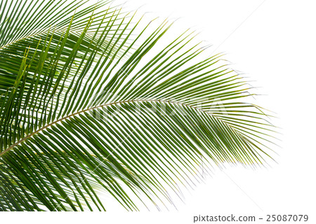 plam leaves isolated on the white 25087079