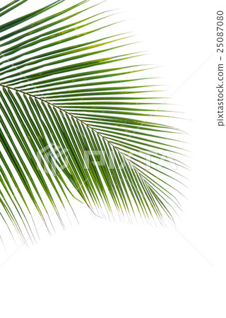 plam leaves isolated on the white 25087080