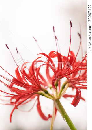Cluster amaryllis Cluster amaryllis 25087192