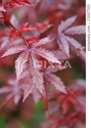Closeup of the leaves of ricinus communis, Closeup of the leaves of ricinus communis, 25087505