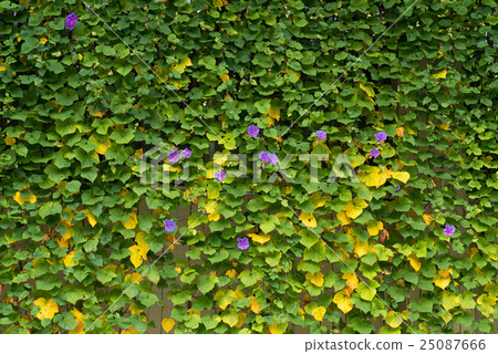 Green Curtain of September (morning glory) Green Curtain of September (morning glory) 25087666