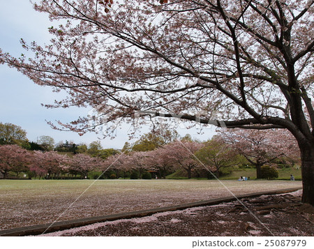 飛到地上的花瓣 25087979