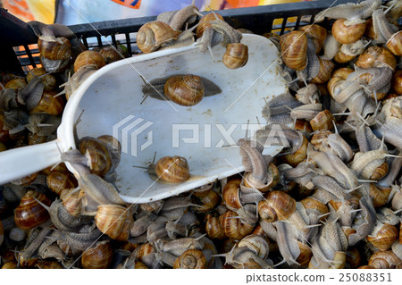edible snails sale 25088351