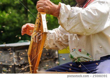 Beekeeper is working with bees on the apiary. Beekeeper is working with bees on the apiary. 25088391