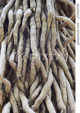 tree roots root background nature big life trunk tree roots root background nature big life trunk 25088406