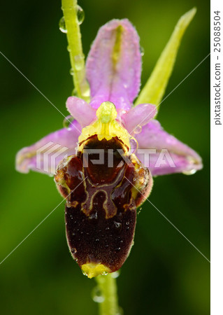 Late Spider Orchid, Ophrys holosericea, flowering Late Spider Orchid, Ophrys holosericea, flowering 25088504