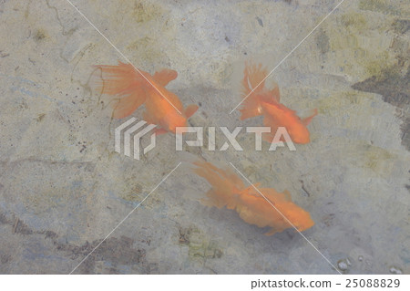 Mizumoto Park(Akademekin)的金魚 Mizumoto Park(Akademekin)的金魚 25088829
