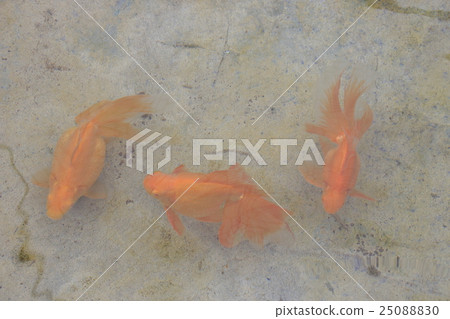 Mizumoto Park(Akademekin)的金魚 Mizumoto Park(Akademekin)的金魚 25088830