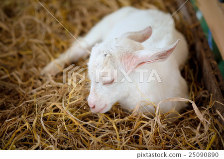 The goat is sleeping on a pile of straw 25090890