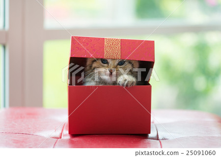 Cat in the box Cat in the box 25091060