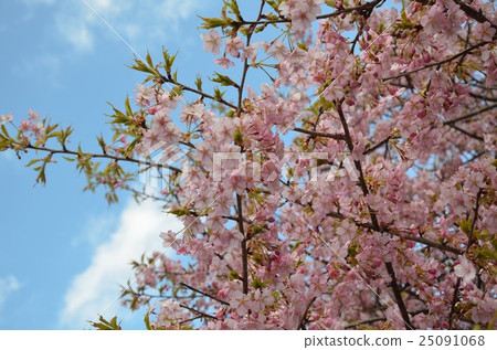 櫻桃樹 25091068