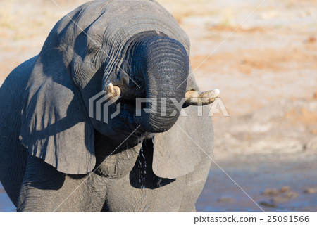huge African Elephant drinking from waterhole huge African Elephant drinking from waterhole 25091566