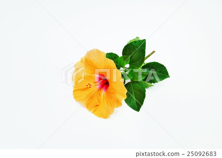 Summer flower background material · Orange flower and leaves of high viscous · white back lateral position 25092683