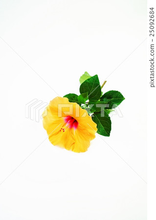 Summer flower background material · Orange flower and leaves of high viscous · white back vertical position 25092684