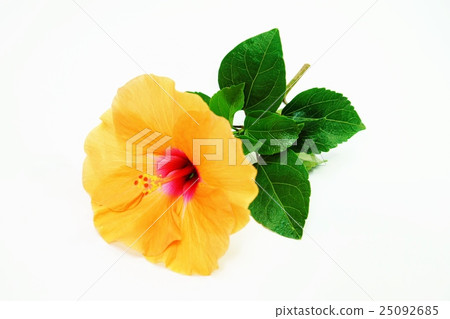 Summer flower background material · Oka's high viscous flower and leaves · White back horizontal position up 25092685