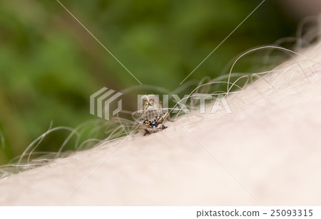 horsefly on hand horsefly on hand 25093315