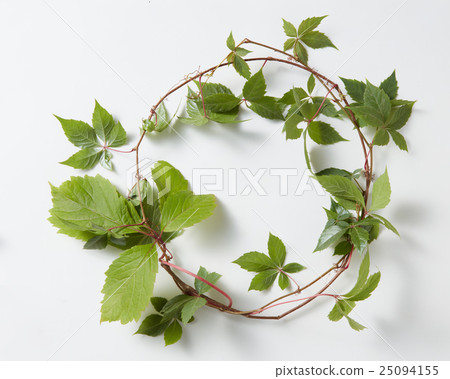 frame Green ivy plant Hedera helix 25094155