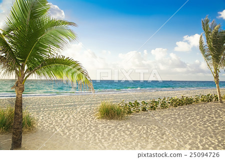 Tropical beach with palm trees on a sunny day Tropical beach with palm trees on a sunny day 25094726