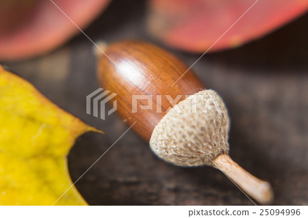 An acorn image of acorn and fallen leaves An acorn image of acorn and fallen leaves 25094996