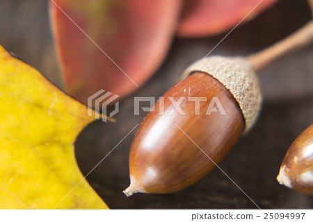 橡子和落葉的橡子圖像 25094997