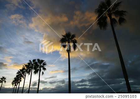 早上棕櫚樹 25095103