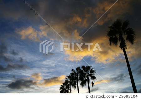 早上棕櫚樹 25095104