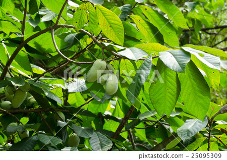 木瓜樹、木瓜果（學名 asimina triloba） 25095309
