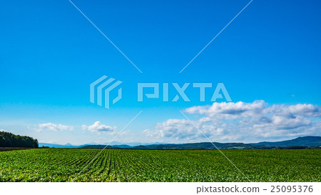 Upland field scenery Beat field 16: 9 (Kouju-machi) 25095376