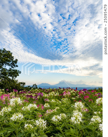 Cleome Cleome 25095479