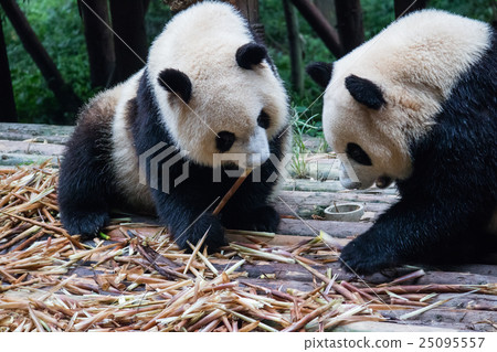 Giant Panda (China - Chengdu Okuma School Breeding Research Base) Giant Panda (China - Chengdu Okuma School Breeding Research Base) 25095557