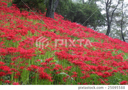 茂木町城山公園Higanbara 25095588