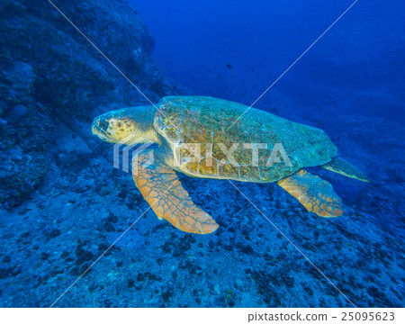 Sea turtle Sea turtle 25095623