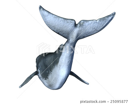 鯨魚 25095877