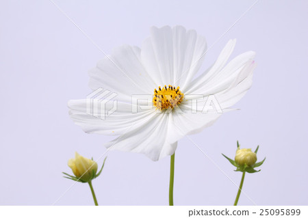 宇宙 宇宙 25095899