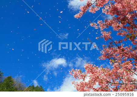 台灣景色-櫻花01 台灣景色-櫻花01 25095916