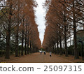 水杉的綠樹成蔭的大道 25097315