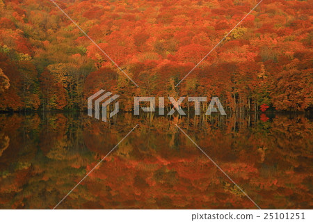 Autumn leaves of Hakkoda Ieumuma 25101251