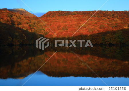 Hakkoda Ieumuma秋葉 Hakkoda Ieumuma秋葉 25101258