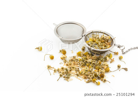 洋甘菊：洋甘菊 25101294