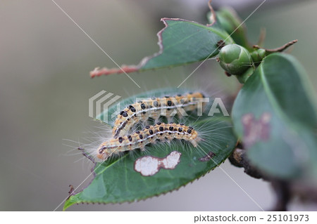毛蟲幼蟲01 照片素材 圖片 圖庫