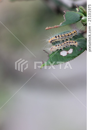 Chaddeck的幼蟲03 25101975