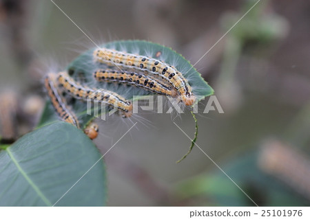 Caterpillar larvae 04 25101976