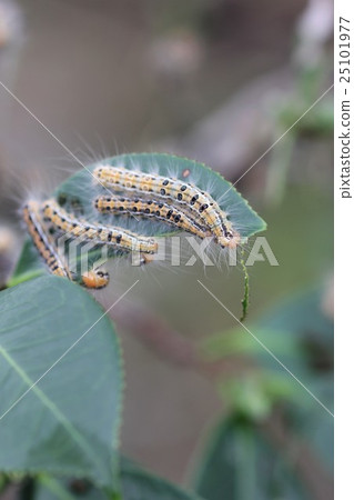 毛蟲幼蟲05 毛蟲幼蟲05 25101977